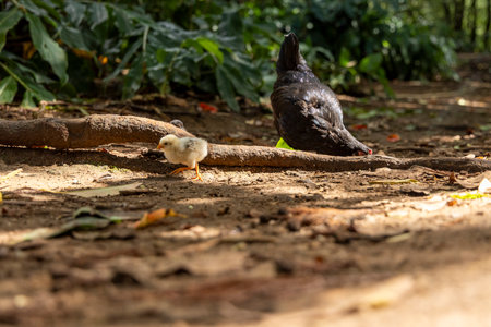 A baby chicken is eating from a branch. A larger chicken is watching.の写真素材