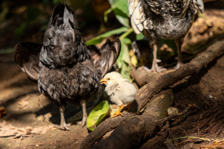 A group of chickens are gathered around a log, with one of them being a baby. The scene is peaceful and calm, with the chickens looking for foodの写真素材