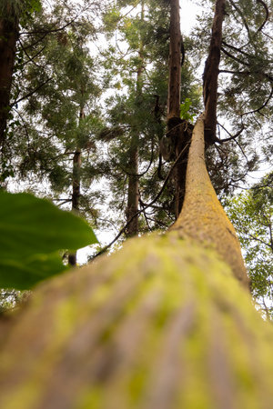 A tree trunk is shown in a close up, with the leaves and branches visible. The view is looking up at the tree from below. The tree appears to be tallの写真素材