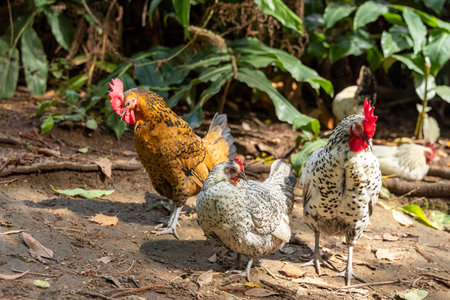 Three chickens are walking in a field. One is brown, one is white, and one is blackの写真素材