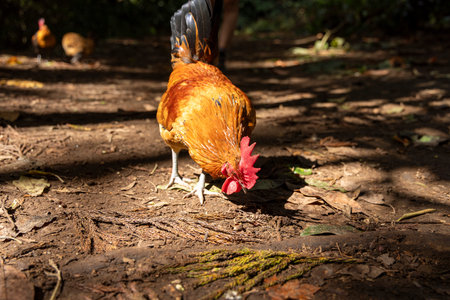 A chicken is eating in the dirt. The chicken is brown and red. The dirt is brown and the leaves are greenの写真素材