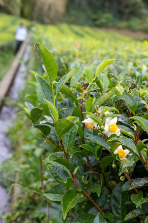 A person is walking on a path next to a field of green tea camellia sinensis plants. The plants are small and green, with some yellow flowers. The scene is peaceful and serene in Sao Miguel, Azoresの写真素材