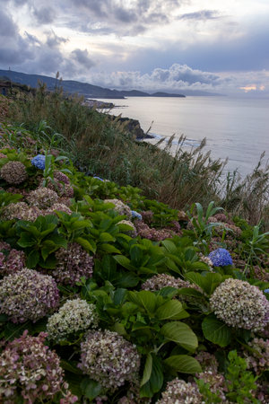 A beautiful field of flowers with a view of the ocean in the background. The flowers are purple and white, and the sky is cloudy in Sao Miguel, Azoresの写真素材