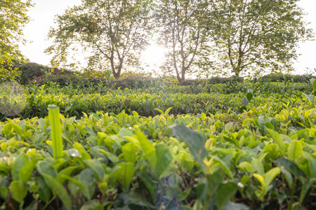 A field of green tea camellia sinensis plants with a sun shining on them. The sun is in the middle of the sky in Sao Miguel, Azoresの写真素材