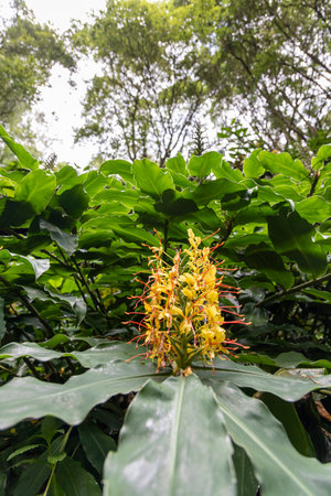 A yellow kahili ginger flower is in the foreground of a lush green bush. The flower is surrounded by leaves and branches, and it is the center of attention in the scene in Sao Miguel, Azoresの写真素材