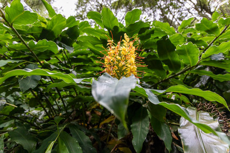 A leafy green plant with a yellow flower in the center. The flower is surrounded by green leaves and is the main focus of the image in Sao Miguel, Azoresの写真素材
