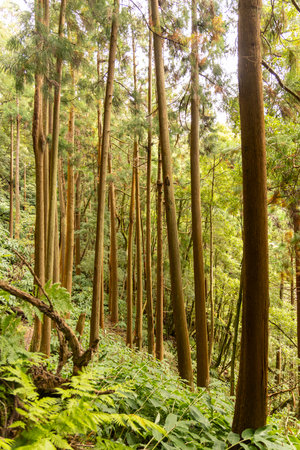 A cryptomeria japonica Japanese cedar forest with many trees and some bushes. The trees are tall and green.の写真素材