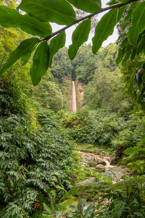 A lush green forest with a waterfall in the background. The waterfall is tall and the trees are...
