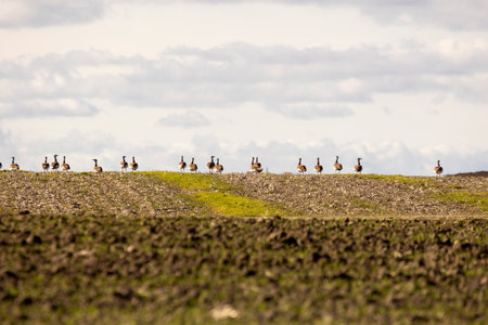 A flock of birds are walking across a field. The sky is cloudy and the birds are scattered throughout the fieldの写真素材