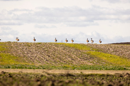 A flock of great bustards are walking across a field. The sky is cloudy and the grass is greenの写真素材