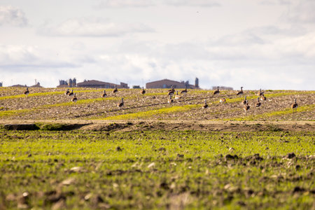 A flock of great bustards are walking across a field. The sky is cloudy and the sun is shiningの写真素材