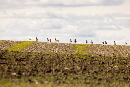A flock ofgreat bustards are walking across a field. The sky is cloudy and the birds are scattered across the fieldの写真素材