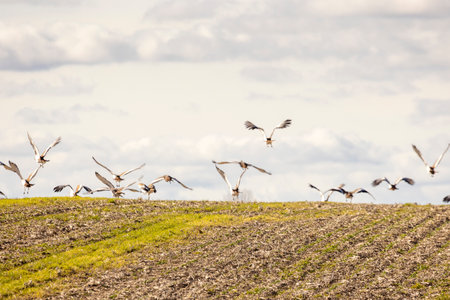 A flock of great bustard birds flying over a field. The birds are in various positions, some are flying high in the sky, while others are flying low. Concept of freedom and movementの写真素材