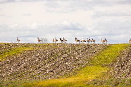 A flock of great bustards are walking across a field. The sky is cloudy and the sun is not visible