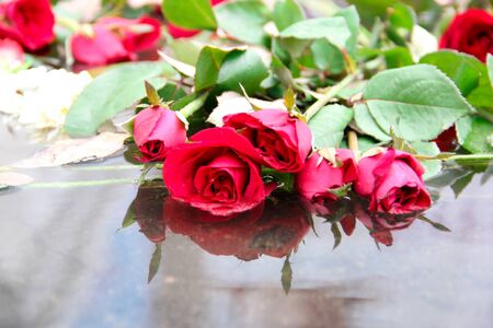 Red Roses on waterの写真素材