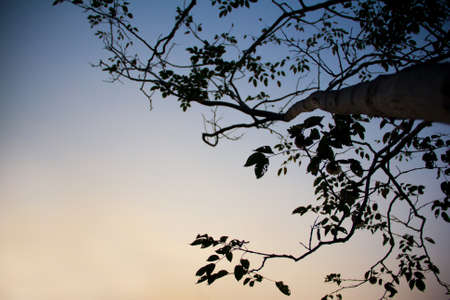 tree looking upの写真素材
