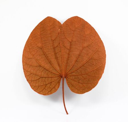 Texture of golden leaf on isolated backgroun