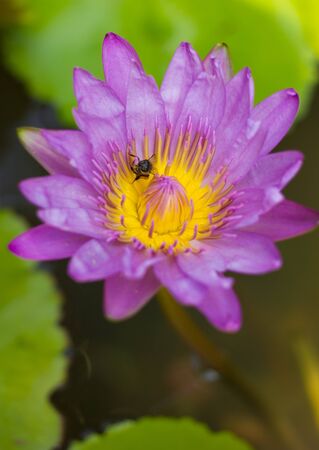 Lotus flower blossom in the pondの写真素材