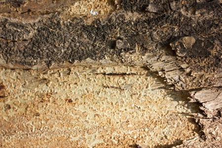 weathered spitted wood texture ; abstract backgroundの写真素材