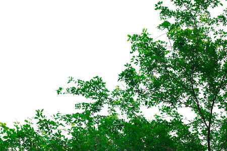 green leaf  frame isolated on white backgroundの写真素材