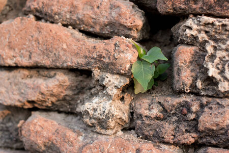 Texture of abandoned brick wall with plantの写真素材
