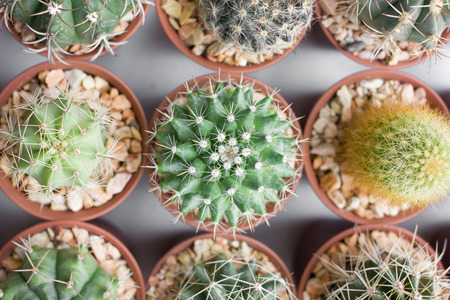 Various of small cactus in a pot .