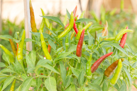 ripe red and green hot chili peppers on a tree.