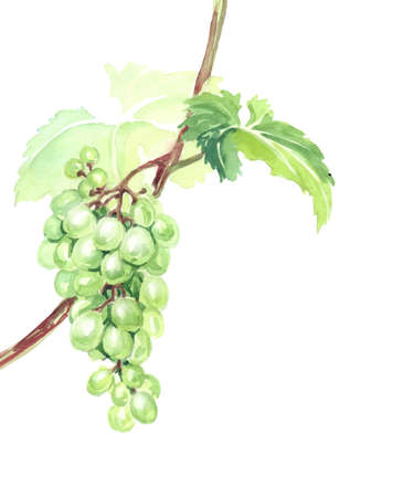 Watercolor Sketch bunches of grapes.のイラスト素材