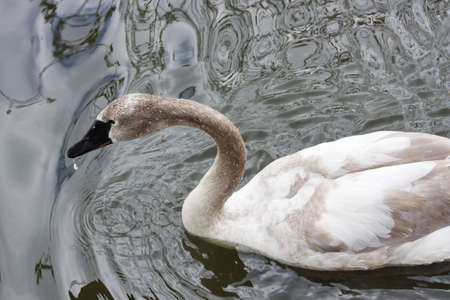 swan  in the Moscow zoo, Russia
