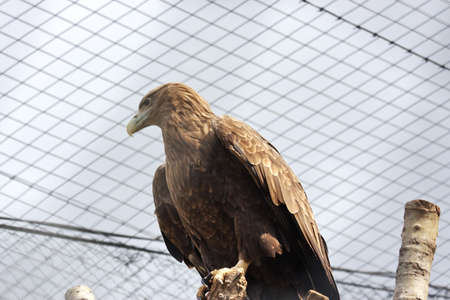  eagle in the Moscow zoo, Russia