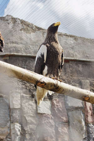 eagle in the Moscow zoo, Russiaの写真素材