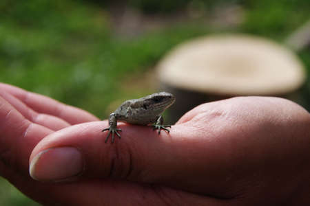 lizard on a handの写真素材