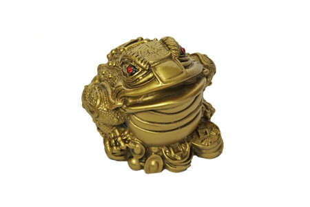 frog on a white backgroundの写真素材