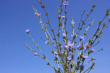 flower  fieldの写真素材