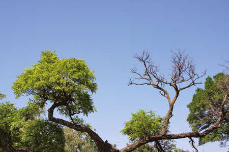 crown of tree in a parkの写真素材