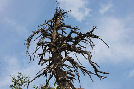 old tree  in the Ural forest on a background blue sky, Russia
