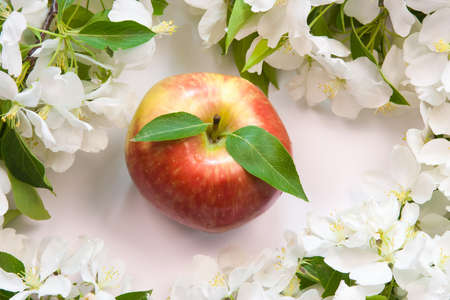beautiful designer background with the sprigs of flowering apple-tree and red appleの写真素材