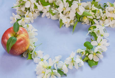beautiful designer background with the sprigs of flowering apple-tree and red appleの写真素材