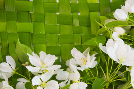 beautiful designer background with the sprigs of flowering apple-treeの写真素材