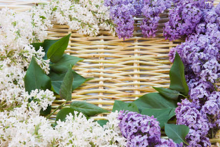 designer background from the twigs of willow and flowers  of lilac