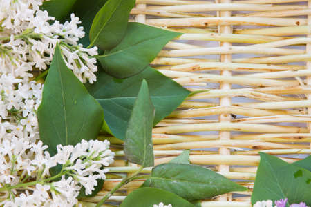 designer background from the twigs of willow and flowers  of lilacの写真素材