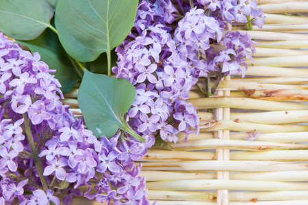 designer background from the twigs of willow and flowers  of lilacの写真素材