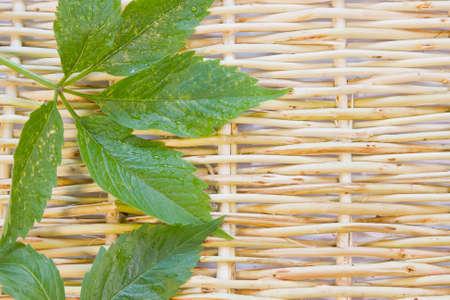 designer background from the twigs of willow and green leaves of vineの写真素材