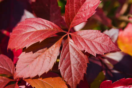 bright autumn foliage of vineの写真素材