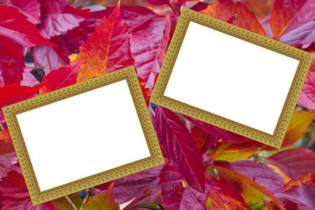 scope for a design on a background bright autumn leavesの写真素材