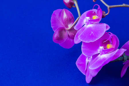 flowers of pink orchid on a blue  background