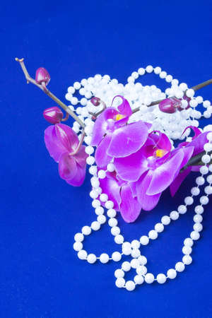 flowers of pink  orchid and beads from white pearls on a blue  backgroundの写真素材