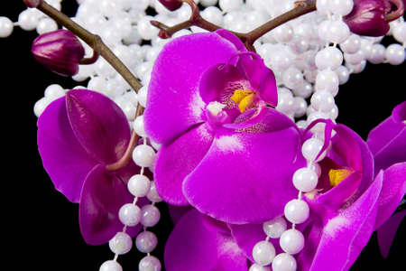 flowers of pink  orchid and beads from white pearls on a  black  backgroundの写真素材