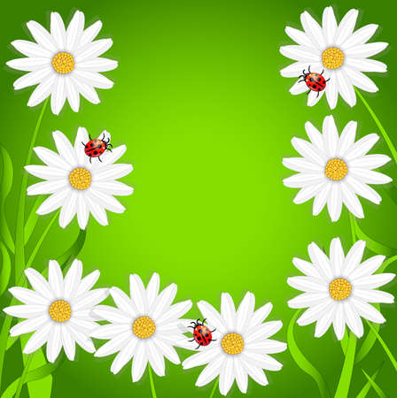 background with the flowers of camomile and ladybirds,vector illustrationのイラスト素材