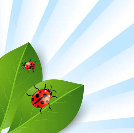 background  with green leaves and ladybirds,  vector  illustrationのイラスト素材